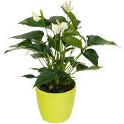 anthurium blanc- cache pot lime